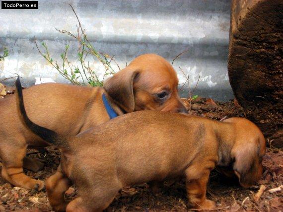 Foto del perro Perlita