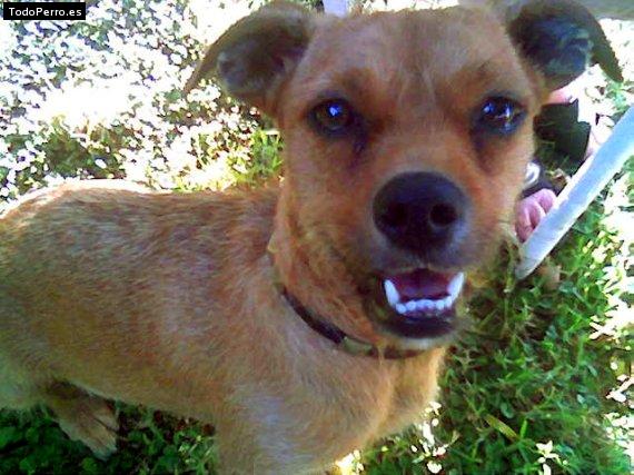 Foto del perro Marilyn
