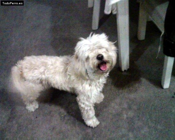 Foto del perro Chikiz