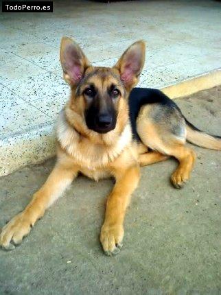 Foto del perro Nikita