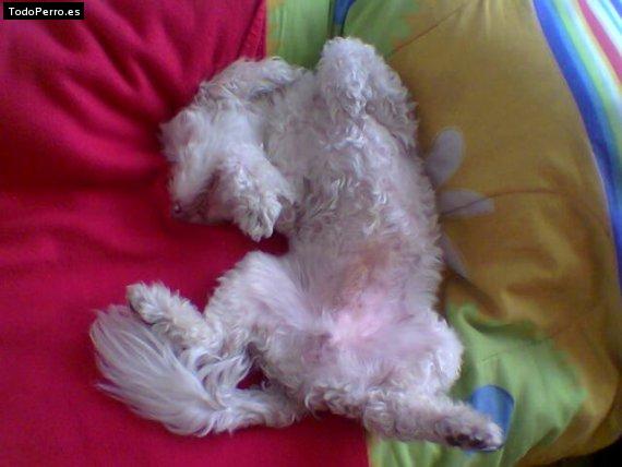 Foto del perro Nicky