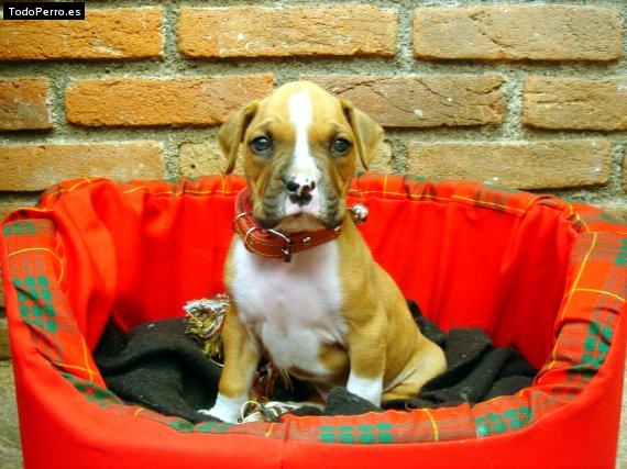 Foto del perro Hermes