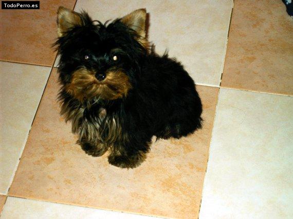 Foto del perro Beltzi