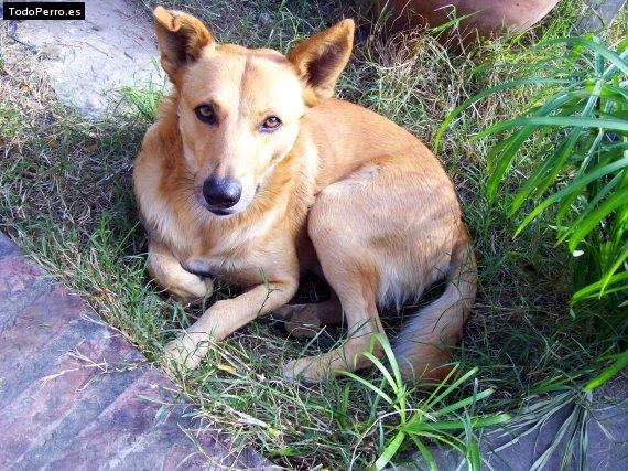 Foto del perro Terry