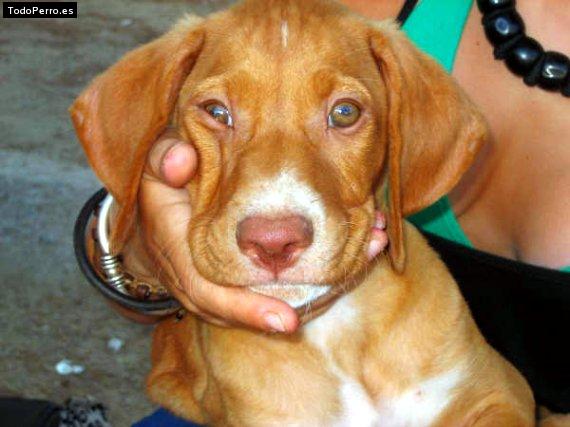 Foto del perro Tinto