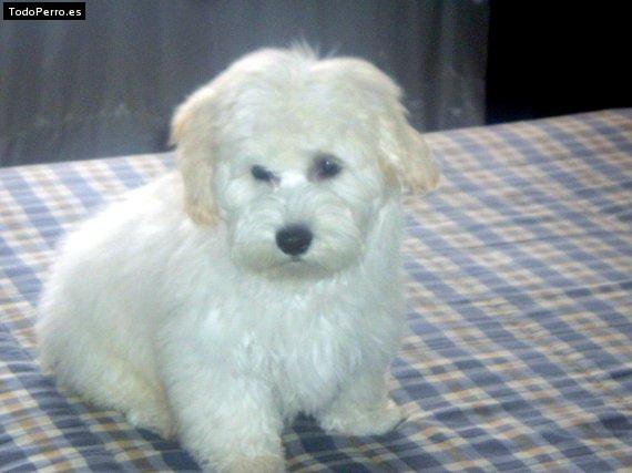 Foto del perro Jacobo