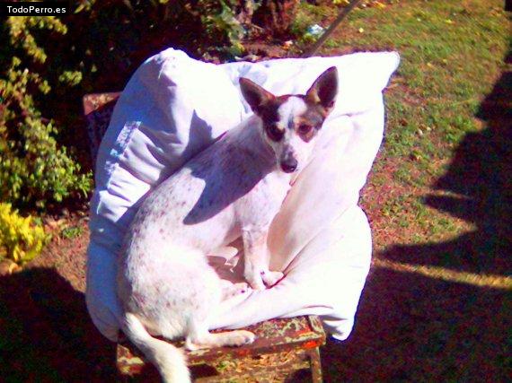 Foto del perro Blanquita