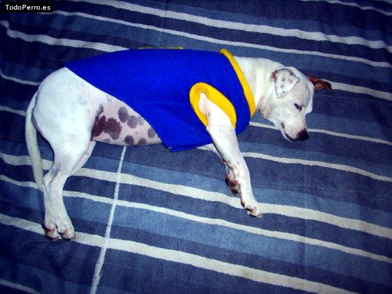 Foto del perro Chiqui