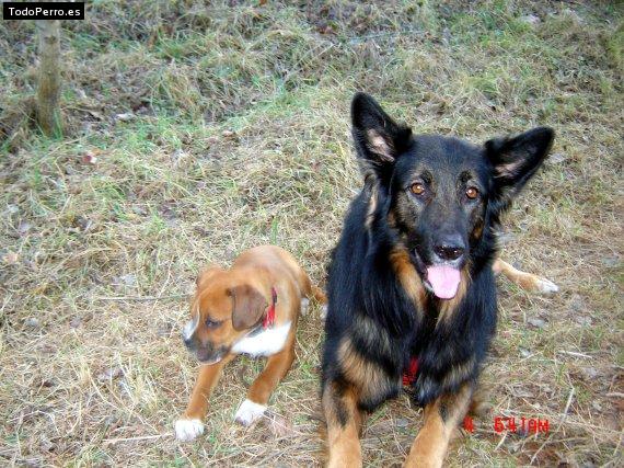 Foto del perro Duc y odin