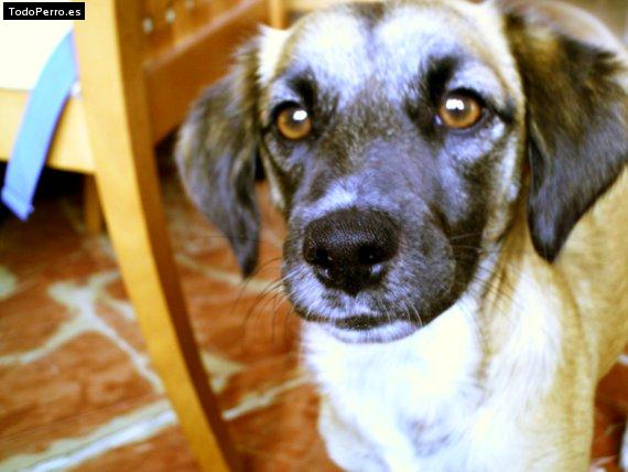 Foto del perro Beky