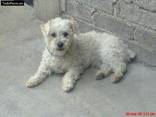 Foto del perro Tommy