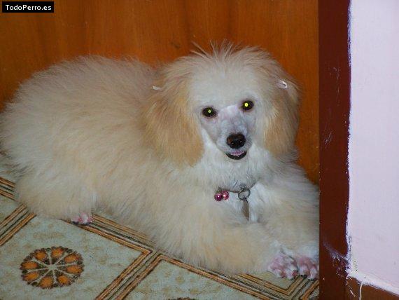 Foto del perro Cotufa