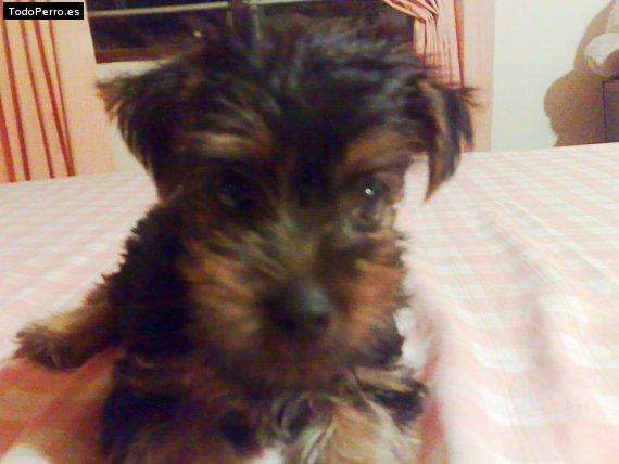 Foto del perro Trucu