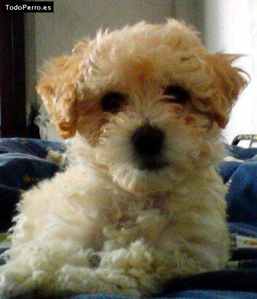 Foto del perro Benito
