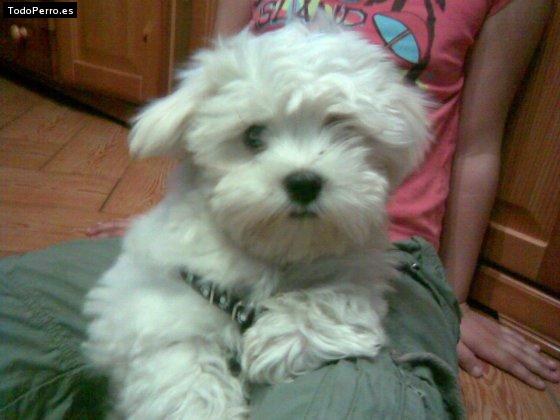 Foto del perro Coqui