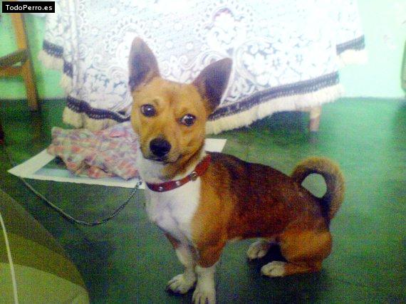 Foto del perro Towina
