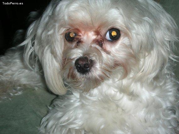 Foto del perro Betzabe