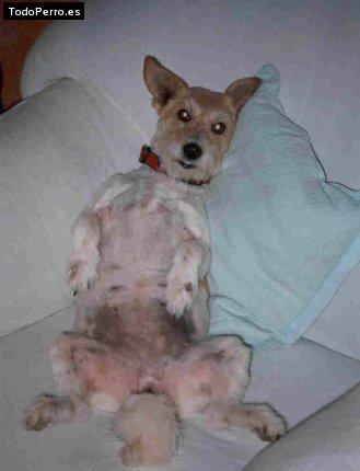 Foto del perro Chuchi