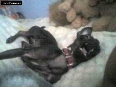 Foto del perro Blacky