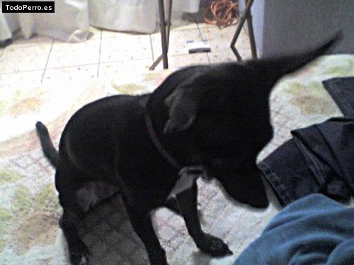 Foto del perro Mausy