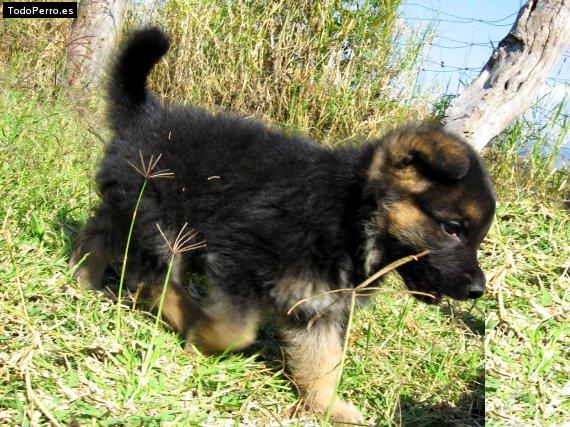 Foto del perro Striker