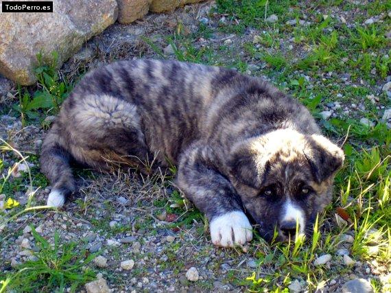 Foto del perro Navarro