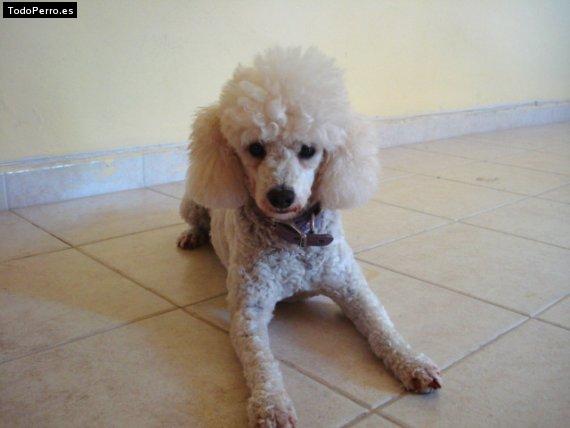 Foto del perro Mipsy