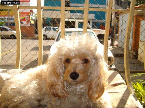 Foto del perro Minnie
