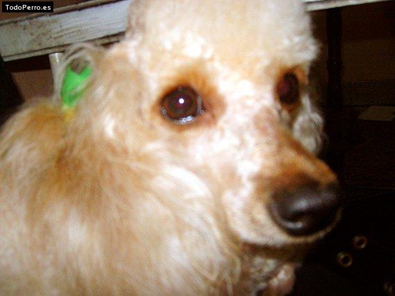 Foto del perro Caramelo