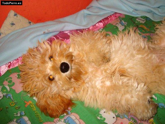 Foto del perro Suchy