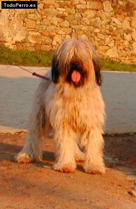 Foto del perro Samanta