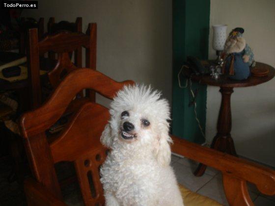 Foto del perro Chiquita