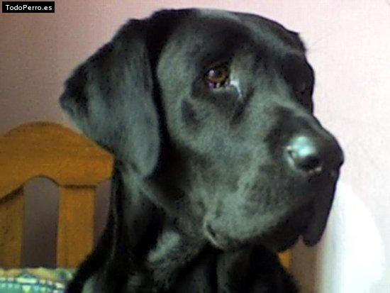 Foto del perro Scott