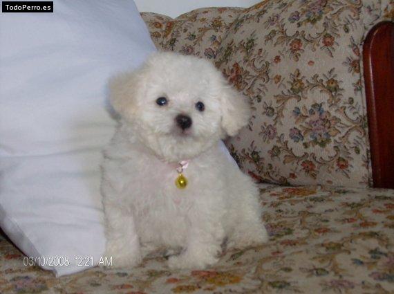 Foto del perro Britney