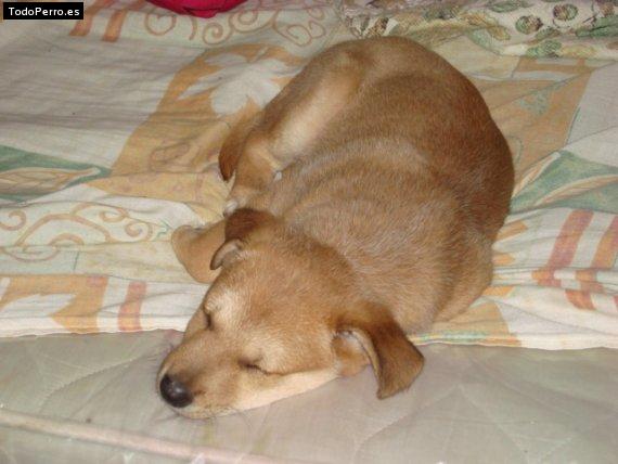 Foto del perro Talos