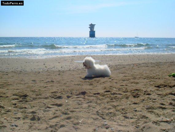Foto del perro Elvis