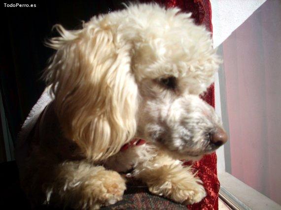 Foto del perro Meena