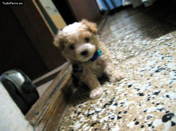Foto del perro Sammy