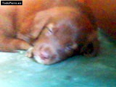 Foto del perro Mocca