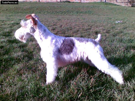 Foto del perro Blacky