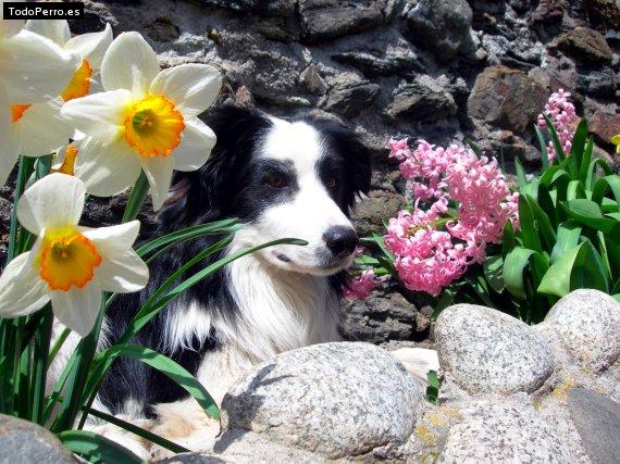 Foto del perro Frodo