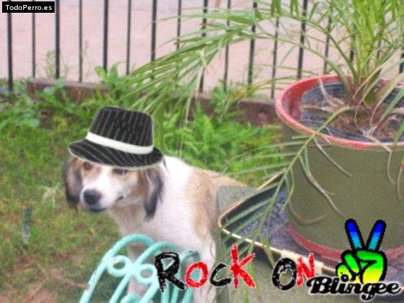 Foto del perro Teo