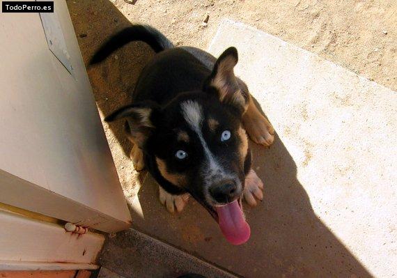 Foto del perro Toovi