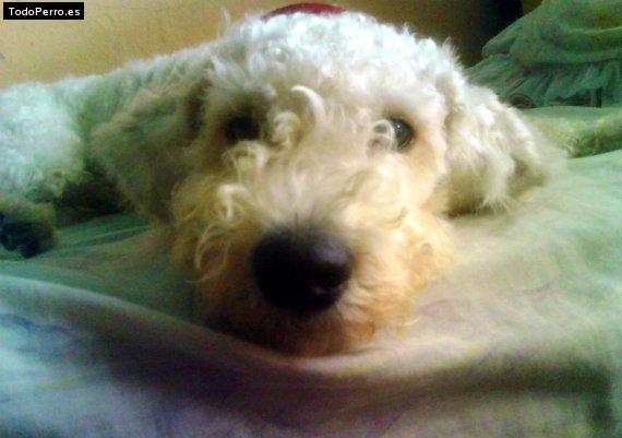 Foto del perro Napoleon