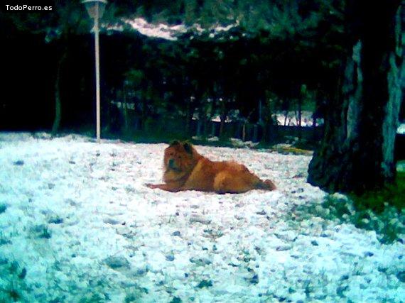 Foto del perro Yako