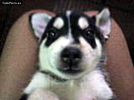 Foto del perro Blackie