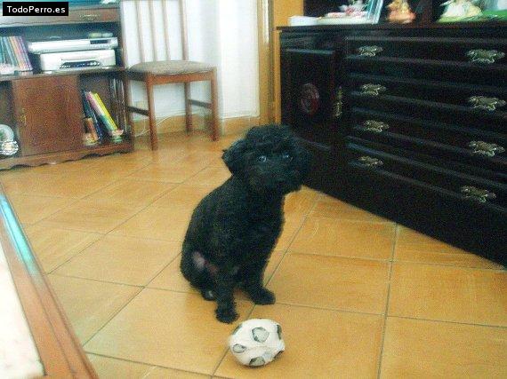 Foto del perro Negrita