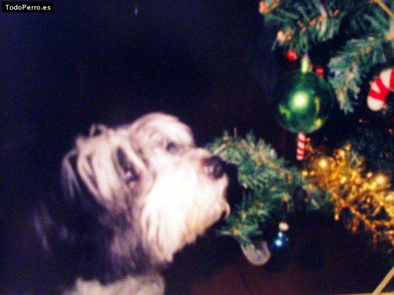 Foto del perro Blanca
