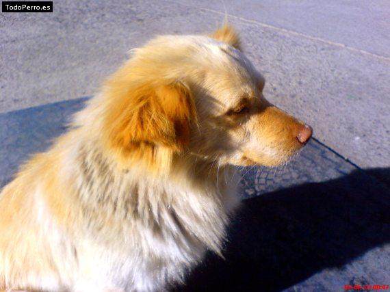 Foto del perro Cherokee