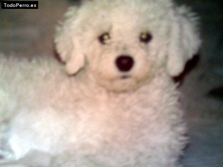 Foto del perro Misha